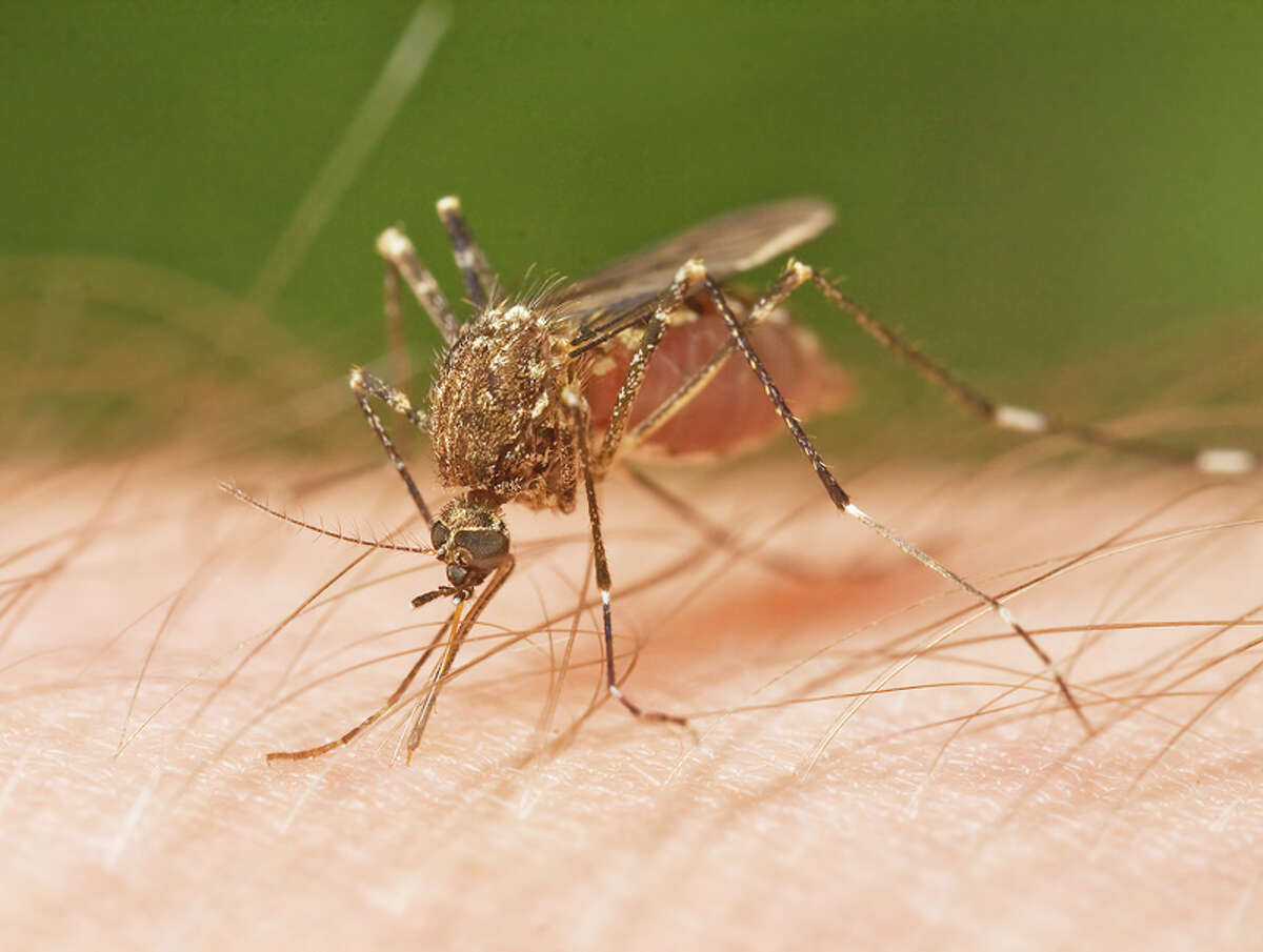 BUZZ: When the weather warms up and people spending more time outdoors, the West Nile virus becomes a possibility. (Courtesy photo)