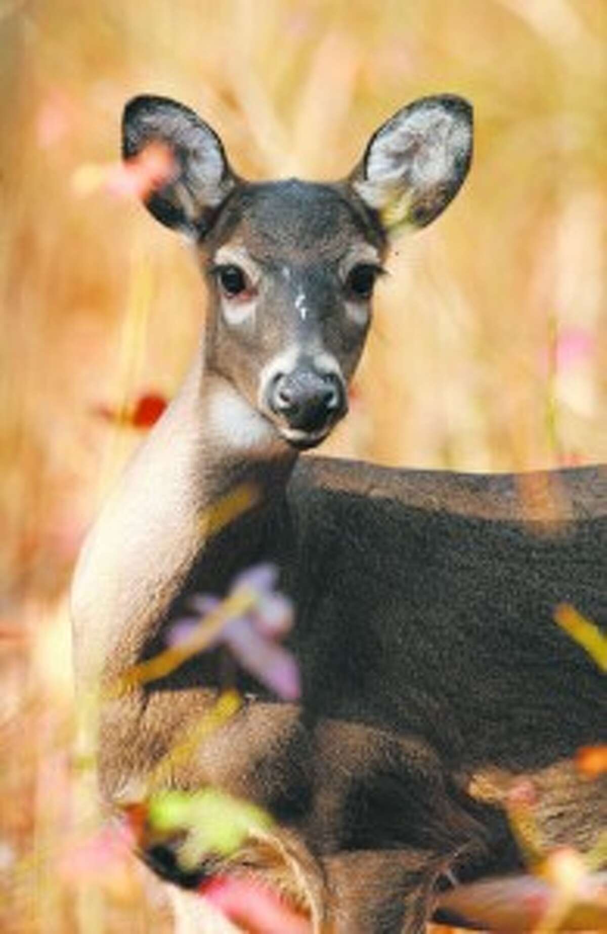 QUOTAS: The Department of Natural Resources will make a little more than 70,000 licenses available for antlerless deer this season. (Courtesy photo)