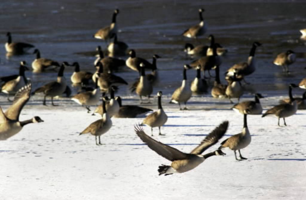 State No new plan for Canada geese kills Times Union