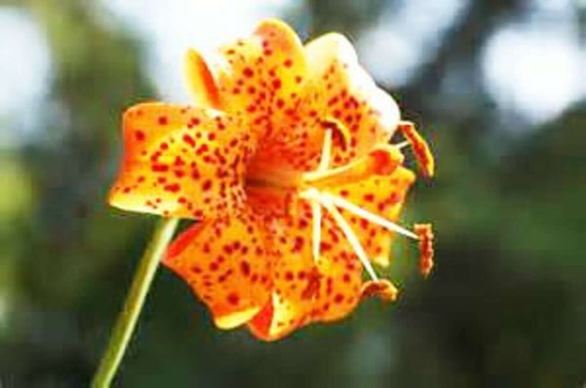 The Michigan Wood Lily is one of several different flowers and plants visitors will be able to see during the Arcadia Dunes hike.