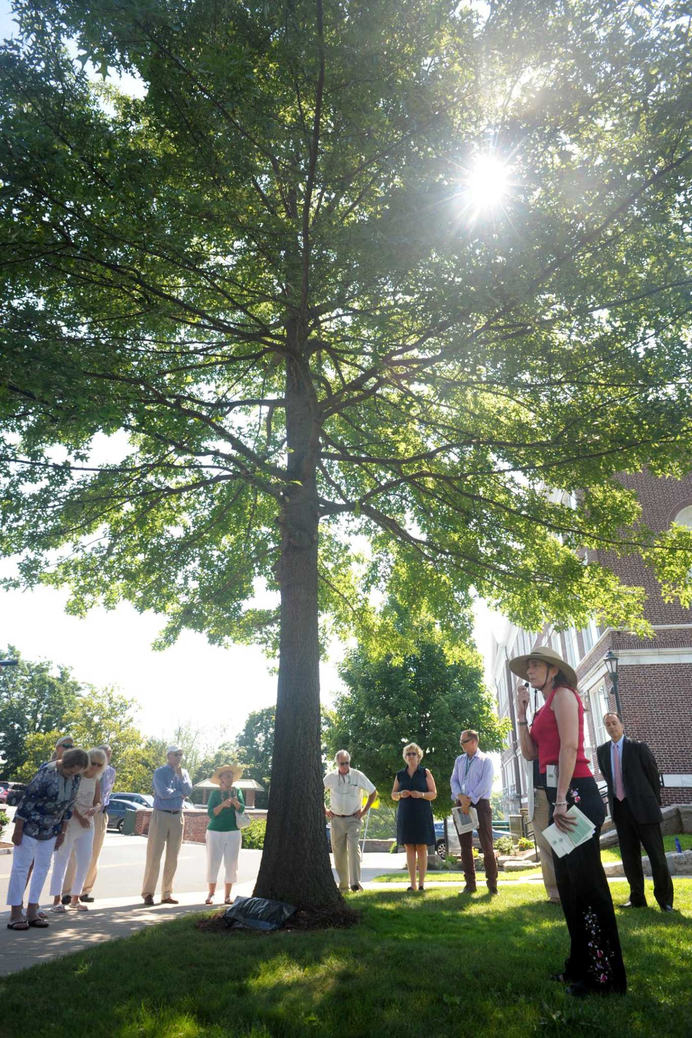 A tree grows in Greenwich