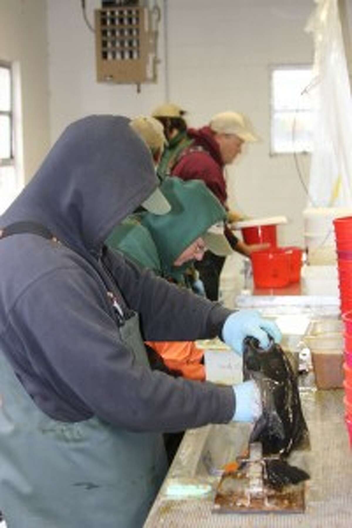 EGG TAKE: An employee with the Department of Natural Resources Fisheries Division harvests eggs from a salmon to be used for use in the stocking program in Illinois.