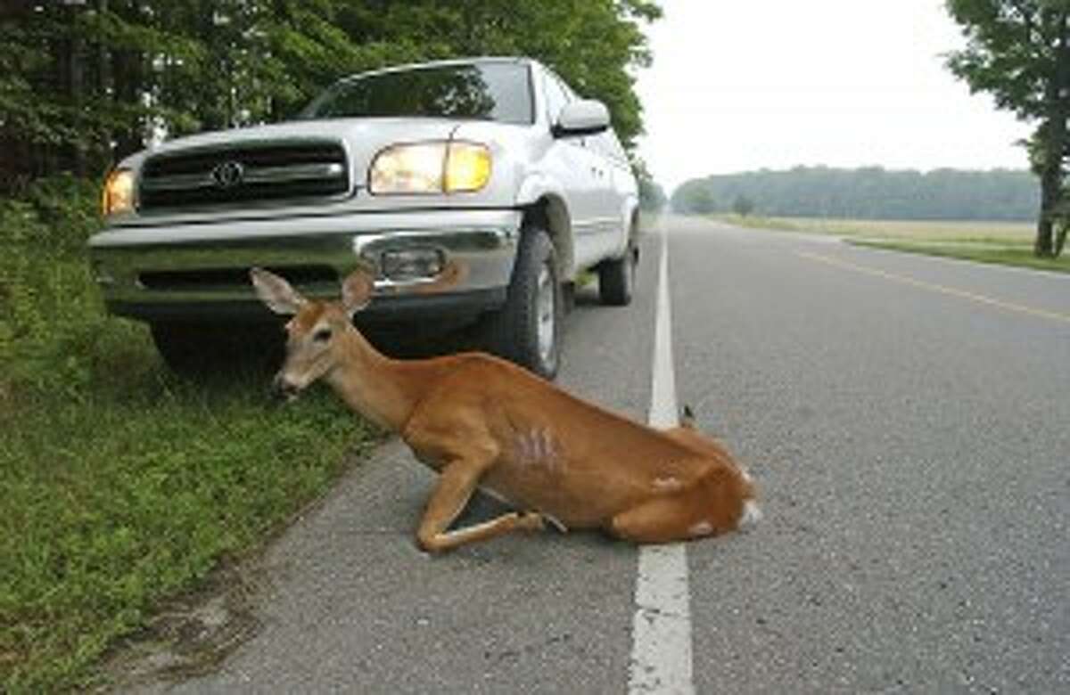 COLLISIONS: Car collisions involving deer are predicted to be on the rise in Benzie County and across the state in the month of November. (Courtesy photo)