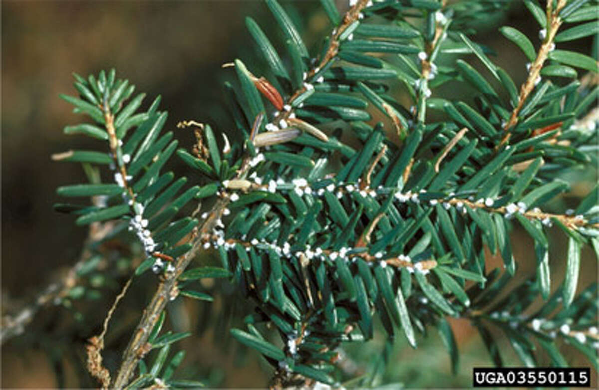 HEMLOCK WOOLLY ADELGID: The hemlock branch pictured is infected with hemlock woolly adelgid.