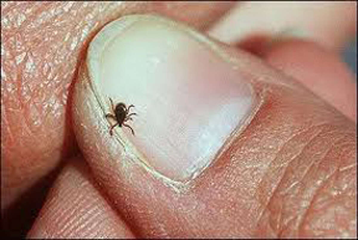 BIG BITE: It is important at this time of year that when you come in from the woods, that you look for ticks. (Courtesy photo)