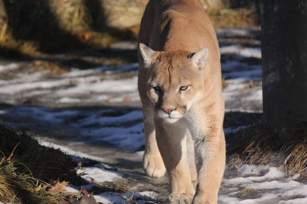 ROAR: There has never been one confirmed sighting of a cougar in Michigan's Lower Peninsula by the Department of Natural Resources.