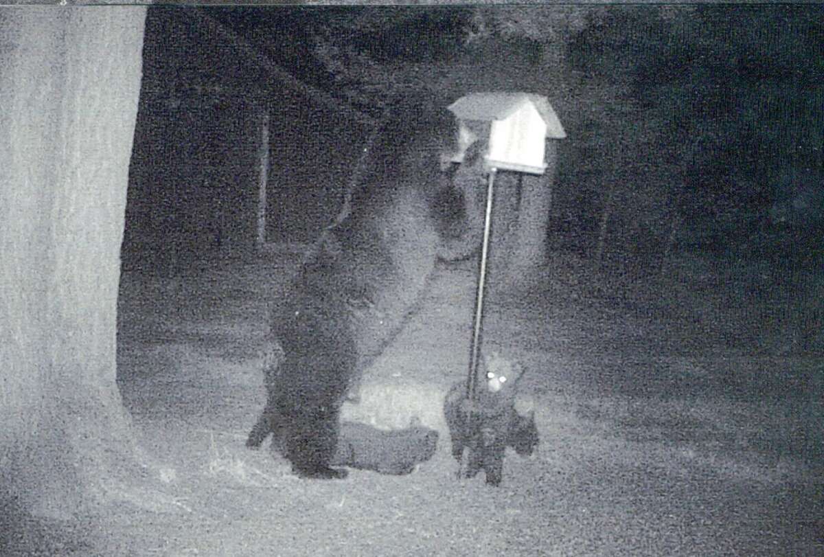 HUNGRY: A trail camera behind Bob Dyers rural Baldwin home has detected this 350-pound mother bear looking for food, along with her four cubs. (Courtesy photo)