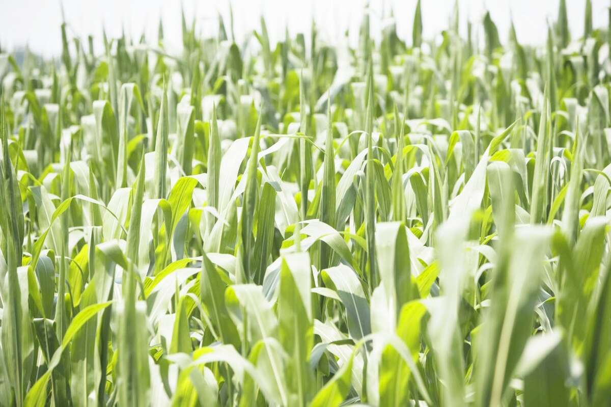 BIOENERGY: In its workshop in Baldwin, MSU Extension will explain how anyone can create small farms and biomass for their own use or for profit. Biomass is any substance “made” or extracted from plants that can be used as an energy source. (Courtesy photo)
