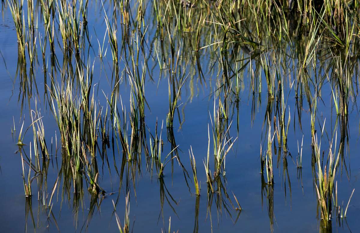 Grass pokes up through the water inside the decimated wetlands near Vallejo.