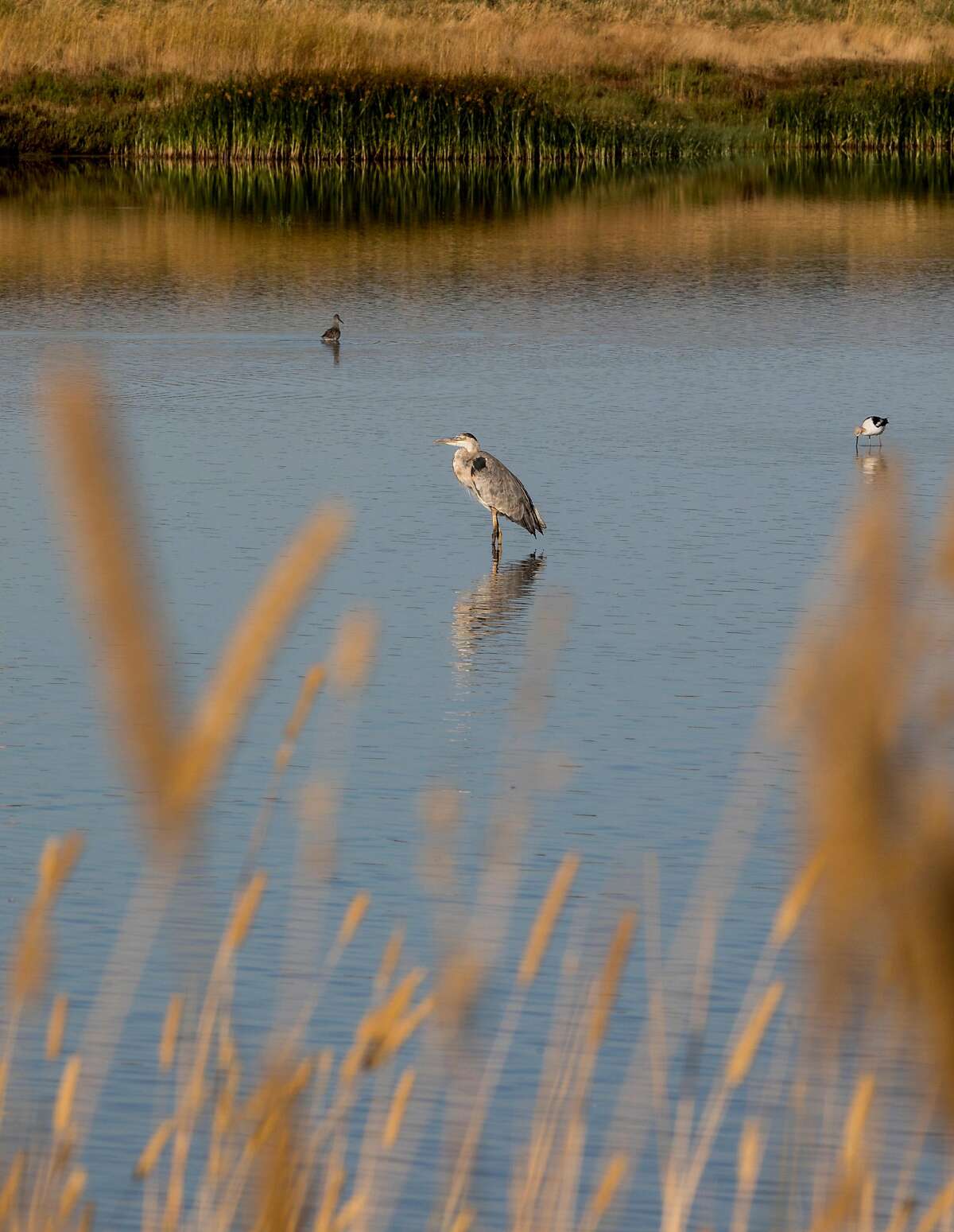 A bird wades in the waters of the wetlands near Cullinan Ranch along Highway 37 in Vallejo, Calif. Friday, August 16, 2019.