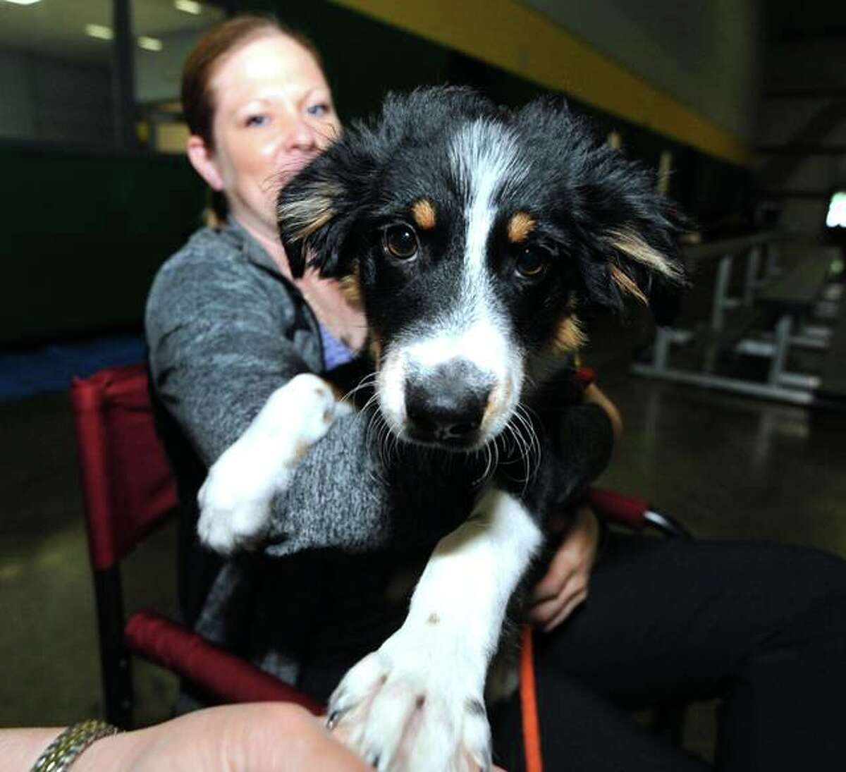 Australian Shepard Odin, 6 weeks, sits on his owner’s lap, Cathy Harmon, of Columbia, Missouri, at the Greater St. Louis Agility competition at the Sports Academy in Glen Carbon. Odin was not competing, but his owner’s other dogs were. He came to see how it was done.