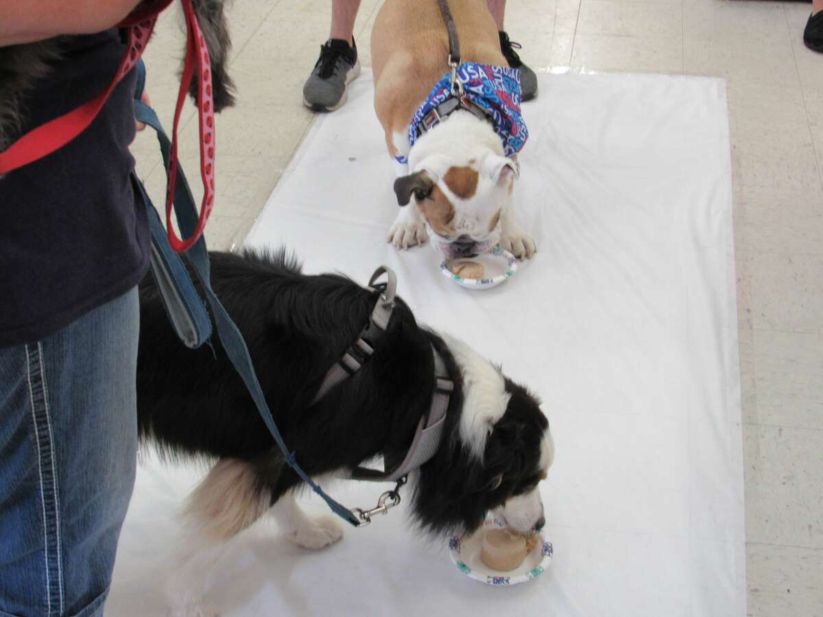 Dogs of all ages and breeds participated in the fourth annual Dog Fro-Yo Eating Contest on Saturday, Aug. 17 at Soldan's Pet Supplies in Midland.