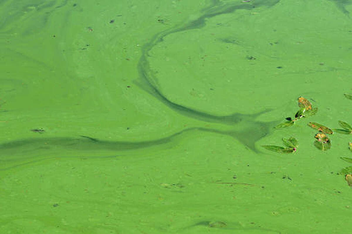 State warning of dangerous algal blooms