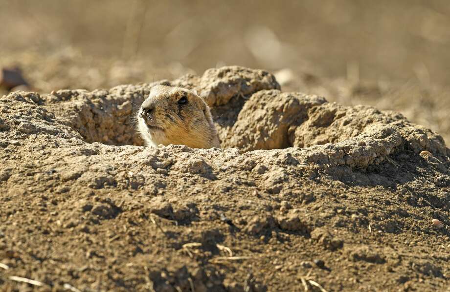 Prairie dogs peek over their holes in an open space on February 15, 2017 in Boulder, Colorado. Photo: Helen H. Richardson / Denver Post Via Getty Images