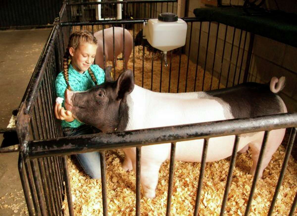 Victoria Kennedy, representing Geneva Livestock, feeds her pig, G.O.A.T., a marshmallow before the 4-H Large Animal Auction on Thursday at the Midland County Fair. G.O.A.T. was named Grand Champion in the swine category. (Niky House/for the Daily News)