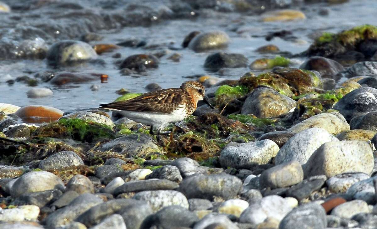 CT Audubon launches Rare Bird Alert