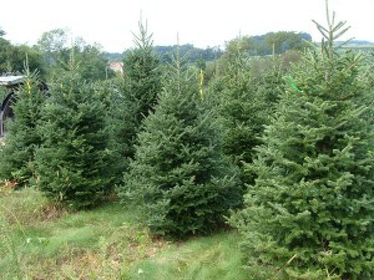 free-christmas-trees-available-for-those-in-need