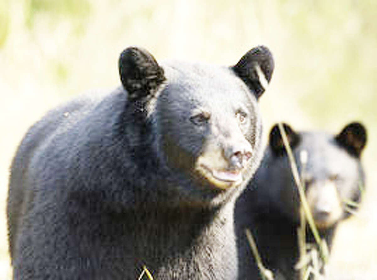 BEARS: Black bears are native to Michigan, and many residents enjoy hunting them. But increased number may lead to more negative run-ins with humans. (Courtesy photo)
