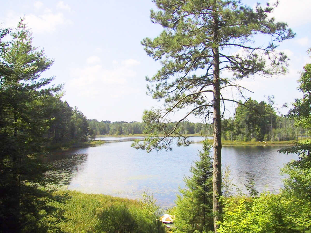 VALUABLE WILDERNESS: Efforts continue to try and save trees from invasive species. (Courtesy photo)
