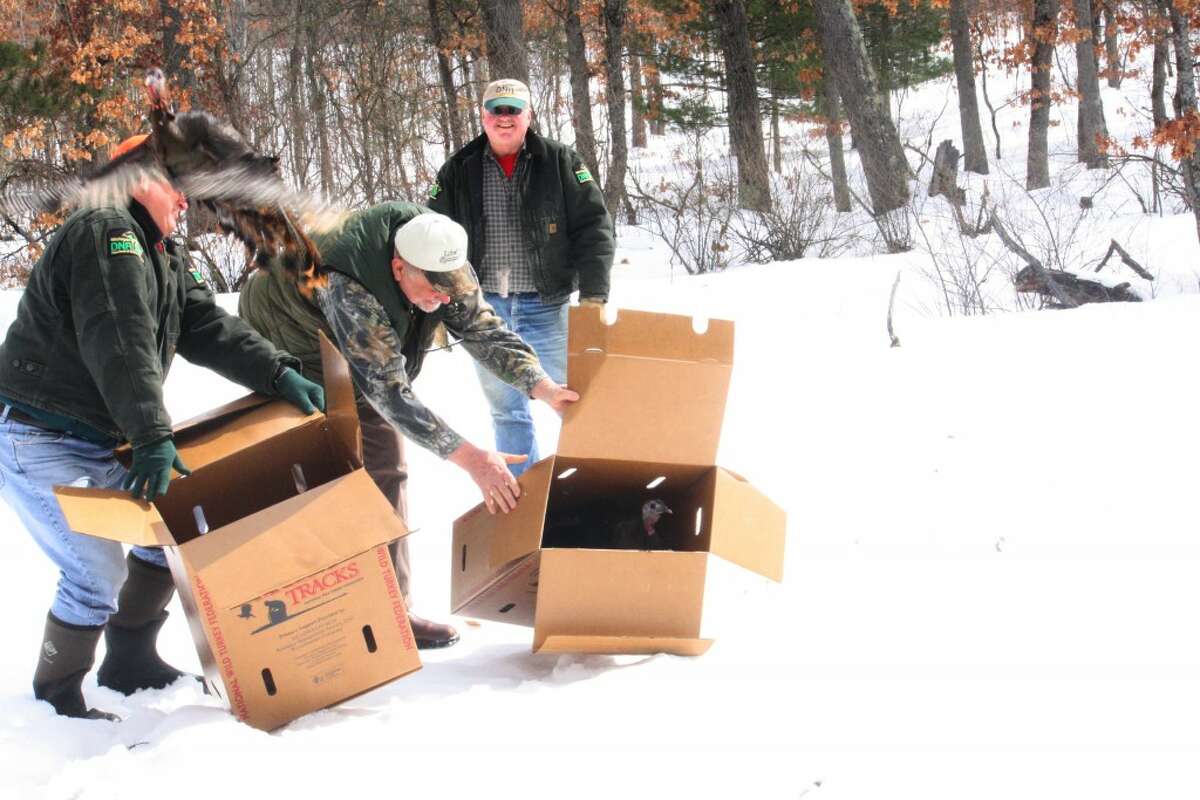 TURKEY POPULATION: The purpose of the DNR’s turkey relocation is to hopefully improve local bird populations while simultaniously removing excess or nusiance populations from the southern area of Michigan. (Herald Review photo/John Raffel)