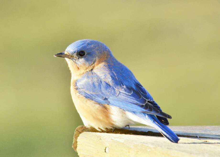 The Eastern Bluebirds Are Coming Herald Review