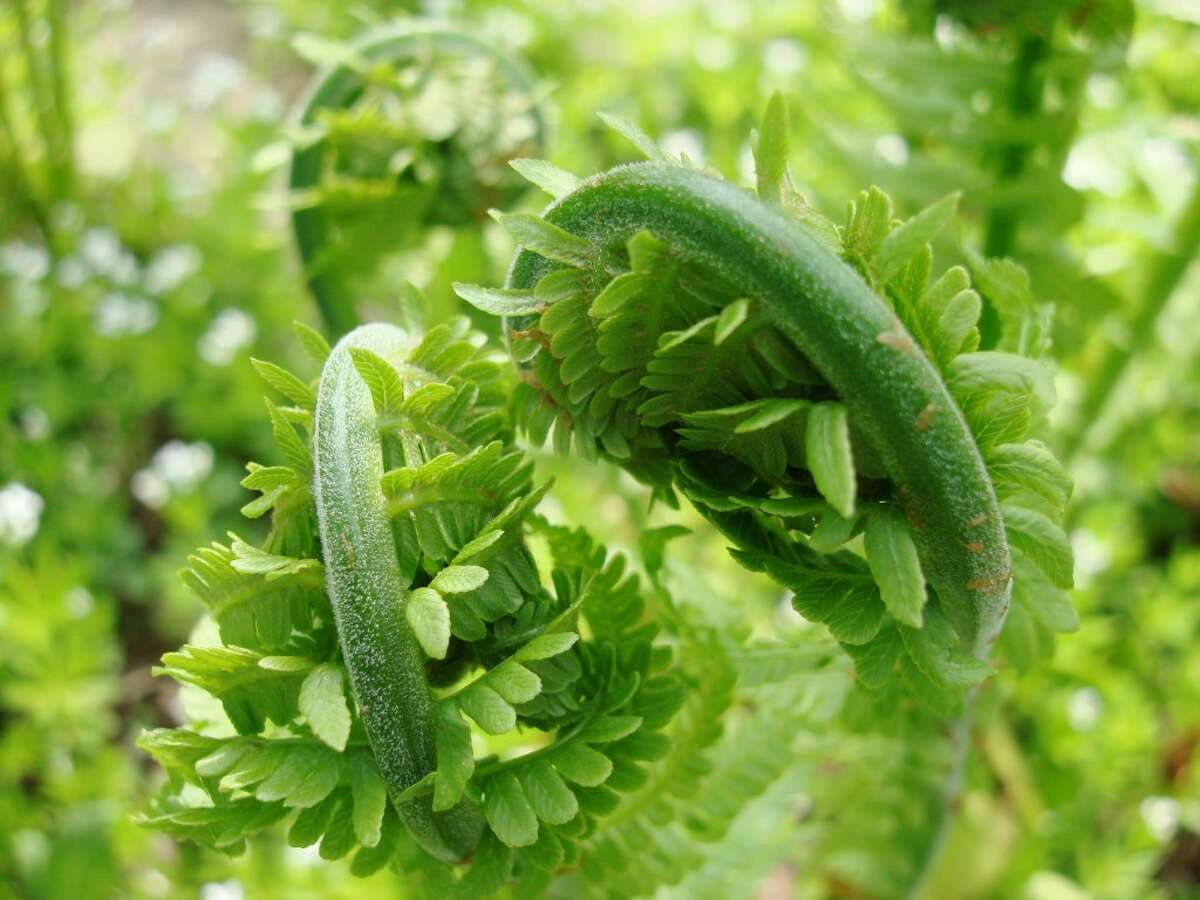MAKING A WILD MEAL: Fiddlehead, or baby ferns, are just one of many edible plants found in the woods. Particularity in spring time, there are many plants readily available which are often considered delicacies. (Courtesy photo)