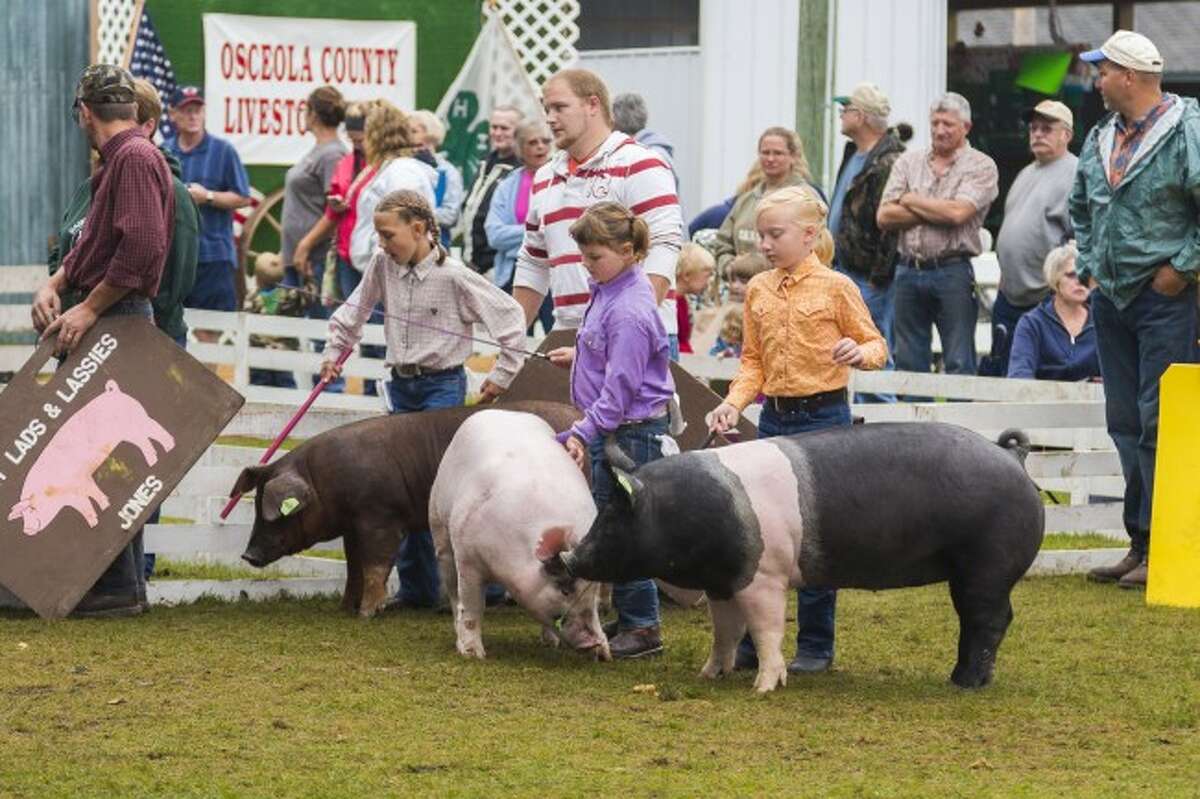 Osceola County Fair to focus on livestock, children