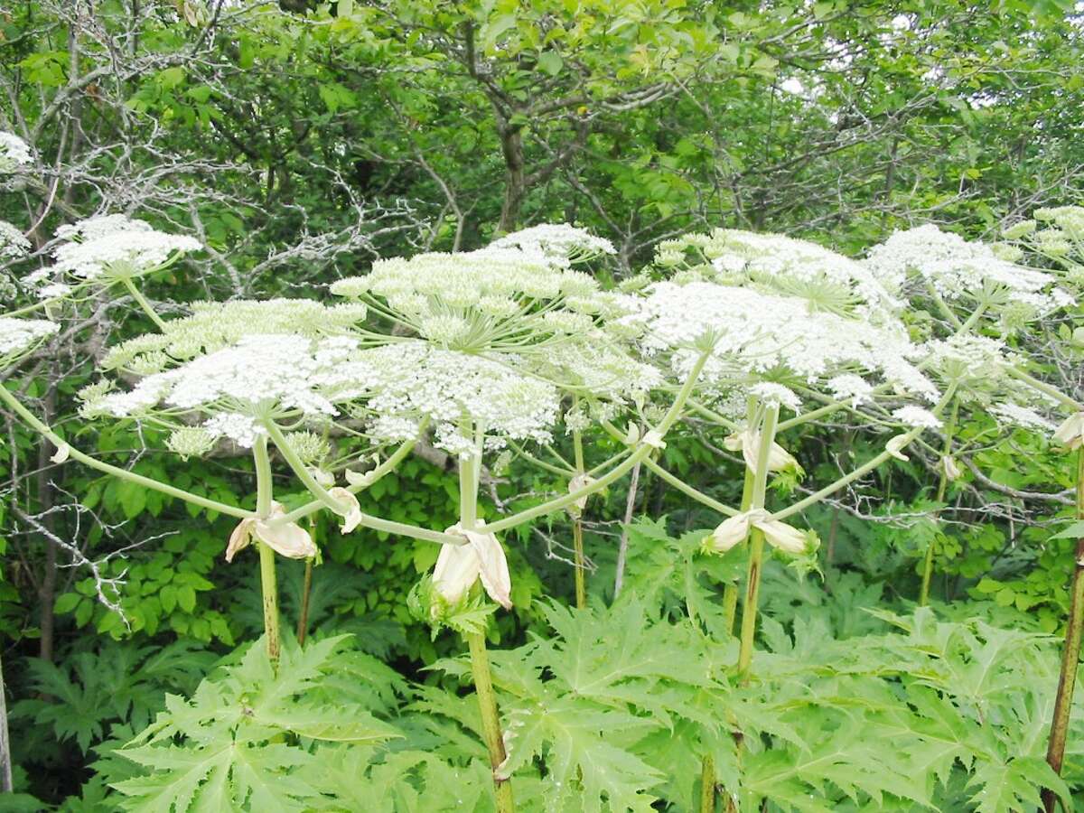 Identify and avoid: A member of the carrot family, giant hogweed should be handled with great care, especially when it reaches its full size. (Courtesy photo)