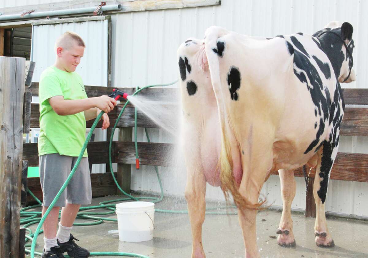Keeping cool: (ABOVE) 4-H member Owen Bontekoe of Marion sprays down a cow to keep her clean and to prepare for the show. (Herald Review photo/Karin Armbruster)