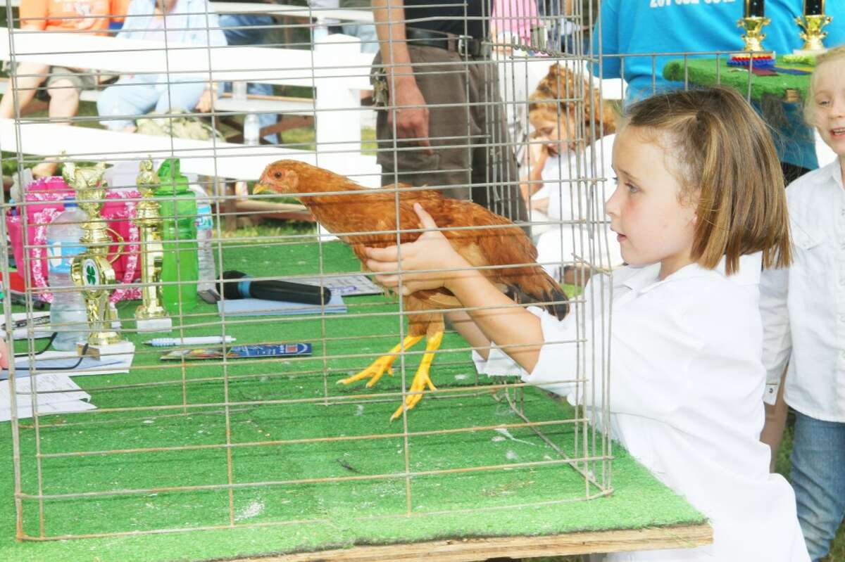 Osceola Fair: A child prepares to show her chicken during last year's Osceola County 4H-FFA Fair. This year, the fair will take place from July 29 through Aug. 3. (Herald Review file photo)