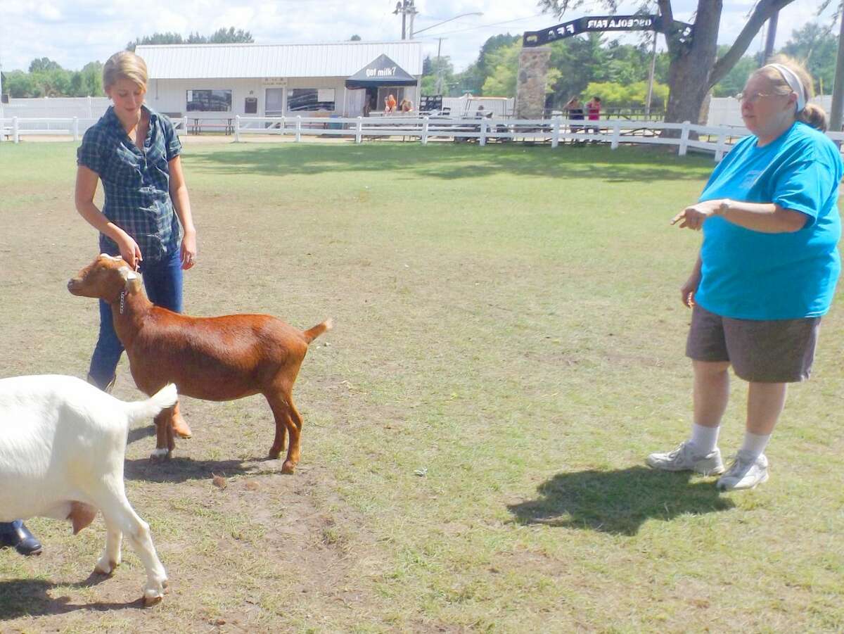 Its not easy: Even little goats can put up a big fight, and 4-H'ers have to practice and be patient when it comes time to show the feisty creatures. (Jim Crees photo/Herald Review)