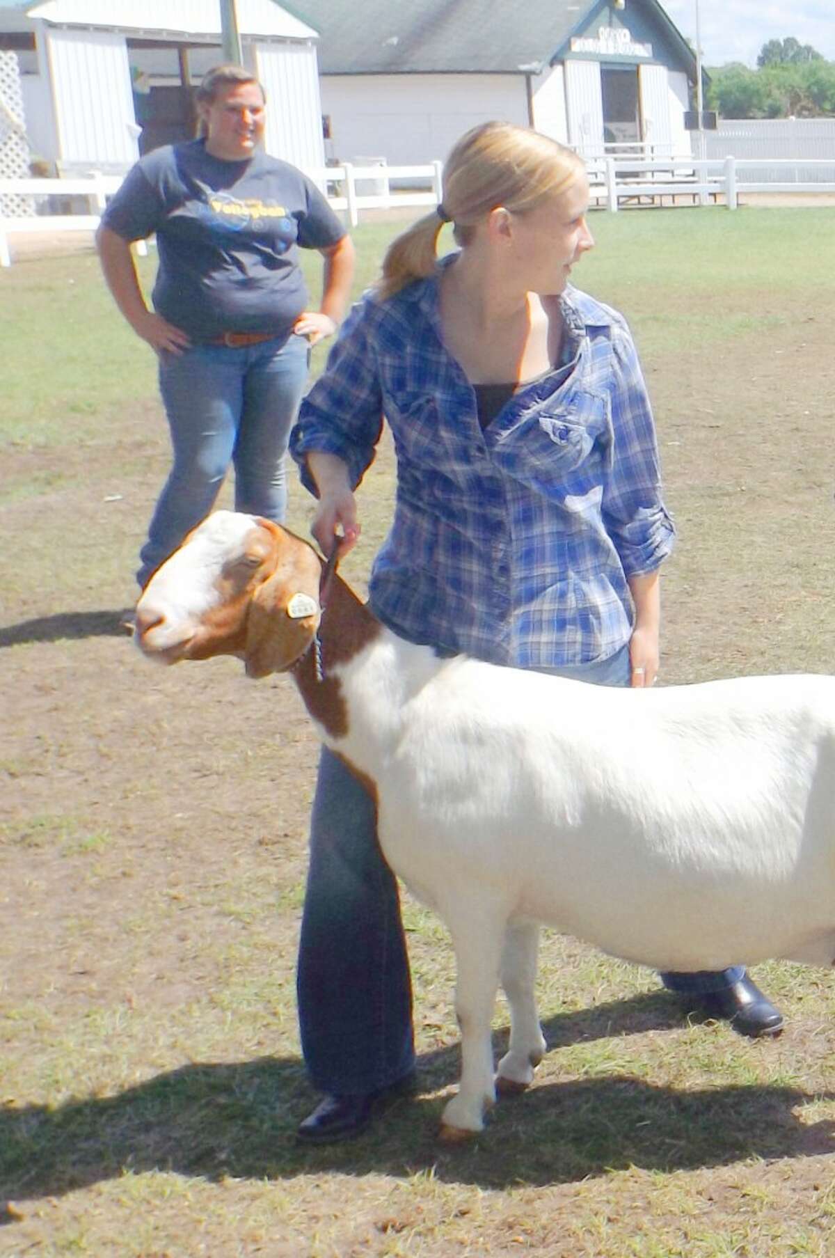 Pay attention: Showing goats takes plenty of practice and a great deal of patients. (Jim Crees photo/Herald Review)