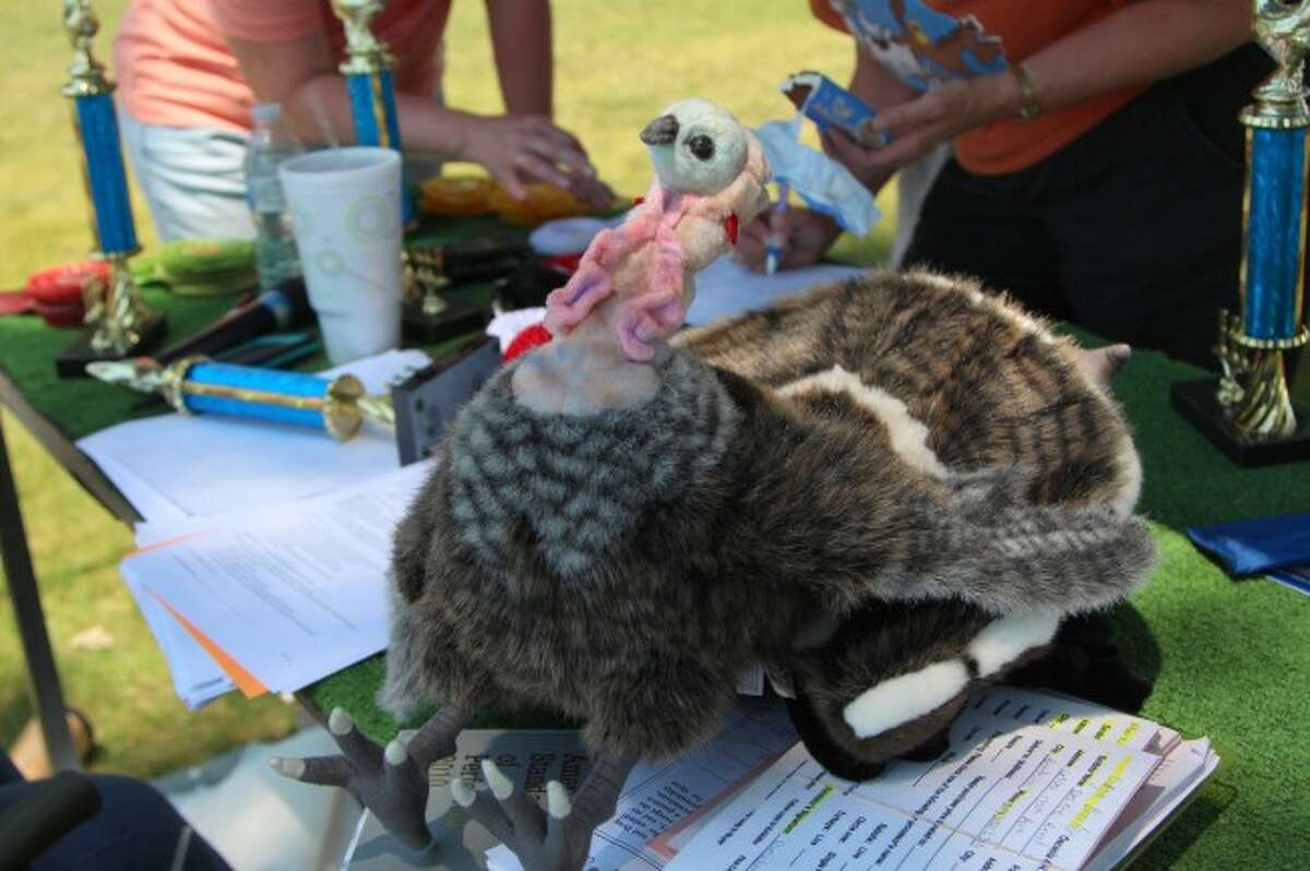 CHALLENGE: Last year, 4-H'ers performed to the best of their ability with a bird which was neither alive nor completely anatomically correct. In the case of turkey, the plush animal also was not the same size as a live specimen. (Herald Review file photo)