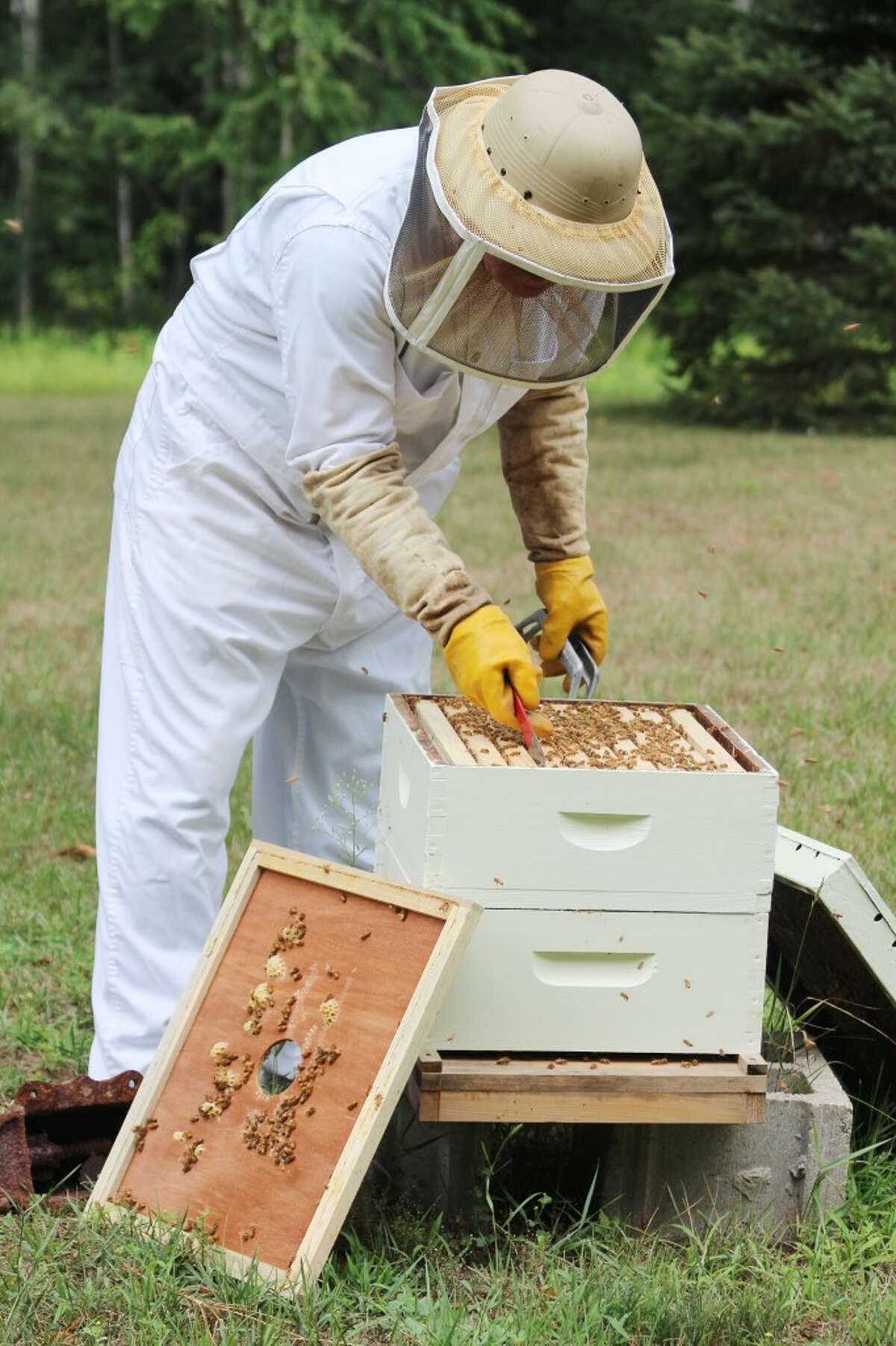TENDING BEES: Each section of a bee hive can produce 3 pounds of honey per year.