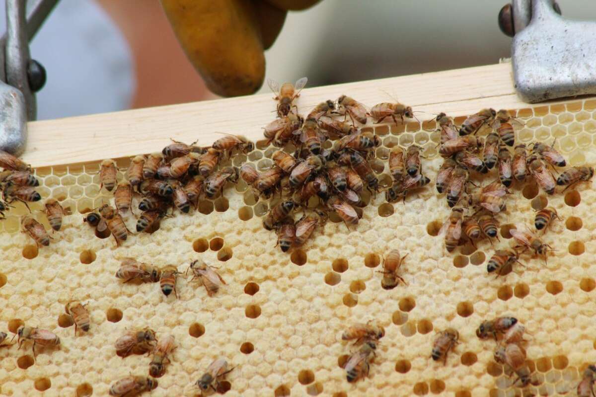 BUSY WORKERS: Around 600,000 bees live in Terry Peterson’s 21 bee hives. The bees are controlled by the scent of the queen bee. (Herald Review photos/Sarah Neubecker)
