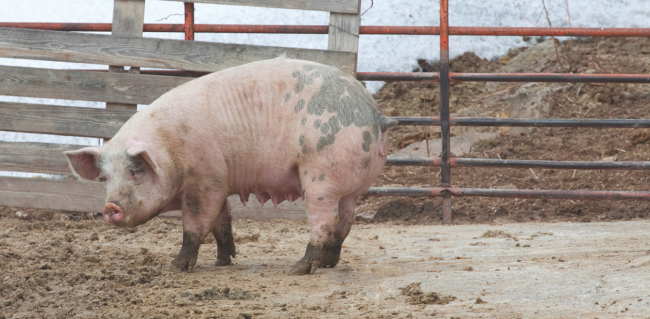 Porcine Epidemic Diarrhea Virus Infects 30 States Including Michigan   RawImage 