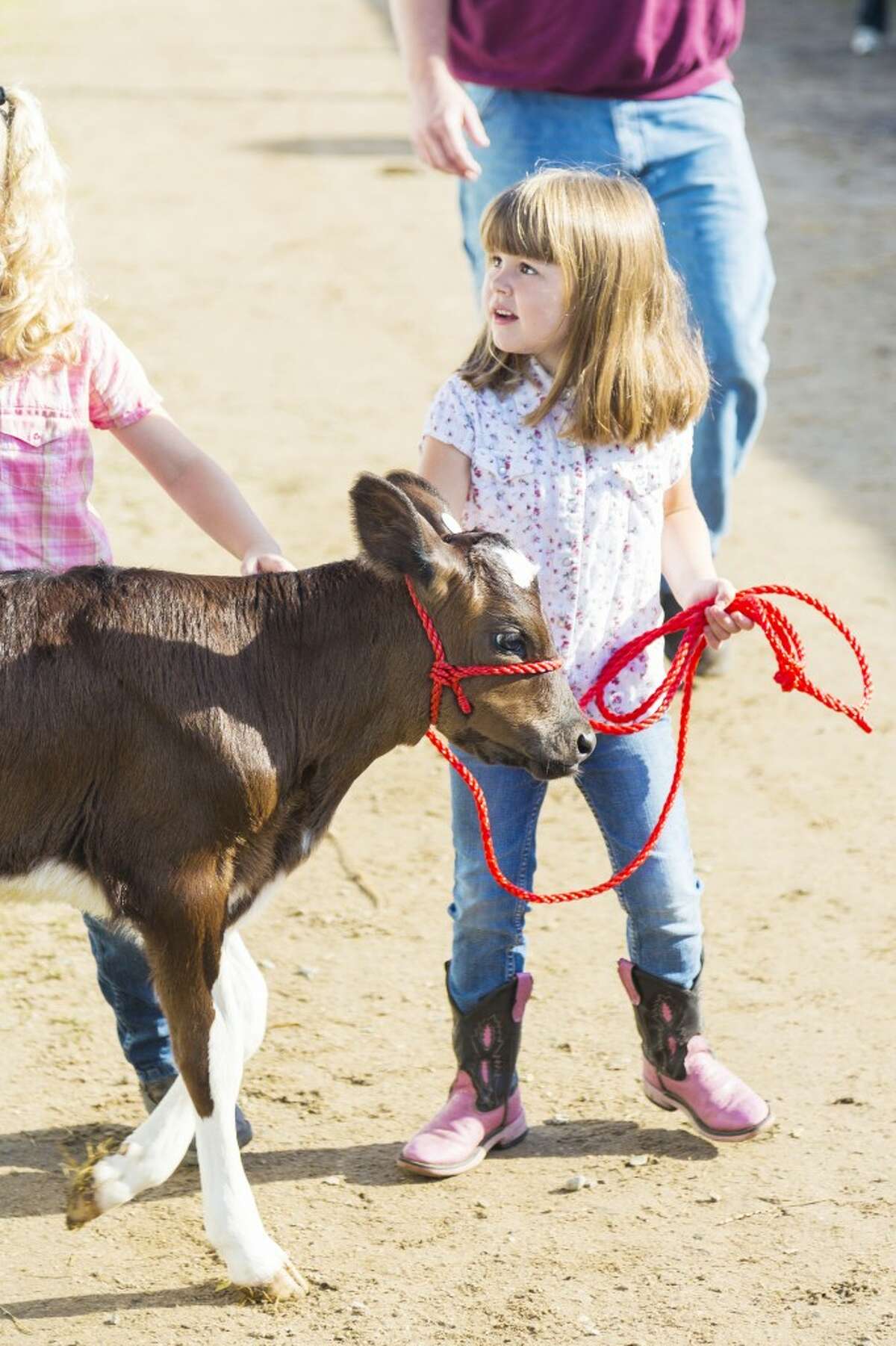 KIDS AND CALVES: A young 4-H’er practices leading her calf. Kids of all ages participate at fair, some showing only one animal or project, and some showing everything in the fair book. (Herald Review photo/Justin McKee)