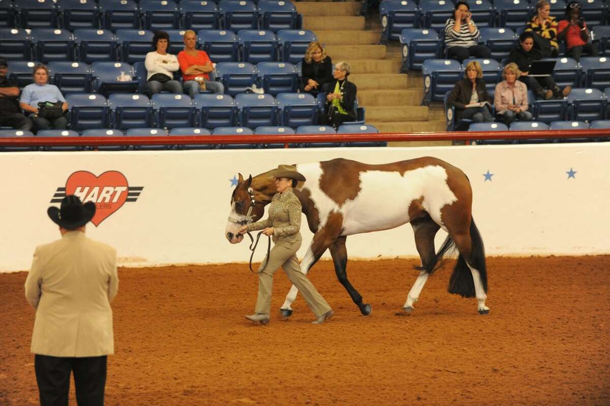 WORLD CHAMPION: Coleen Bull, of Reed City, recently won the world championship paint horse title at the American Paint Horse Association competition in Fort Worth, Texas. Bull competed in the Masters Amateur Showmanship, which is for those age 45 and over. (Courtesy photo)