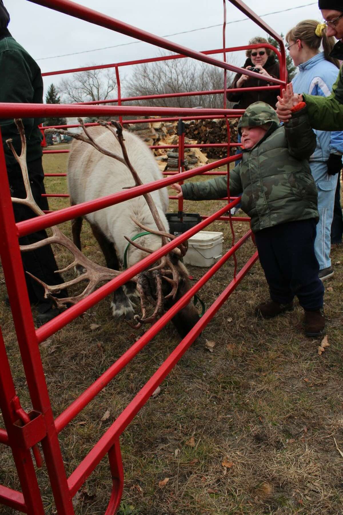 PETTING REINDEER: Ryan Wildey, 4, stretches to reach a reindeer caged outside the Reed City Depot on Saturday at the Evergreen Festival. Ryan’s family comes to the holiday celebration every year.
