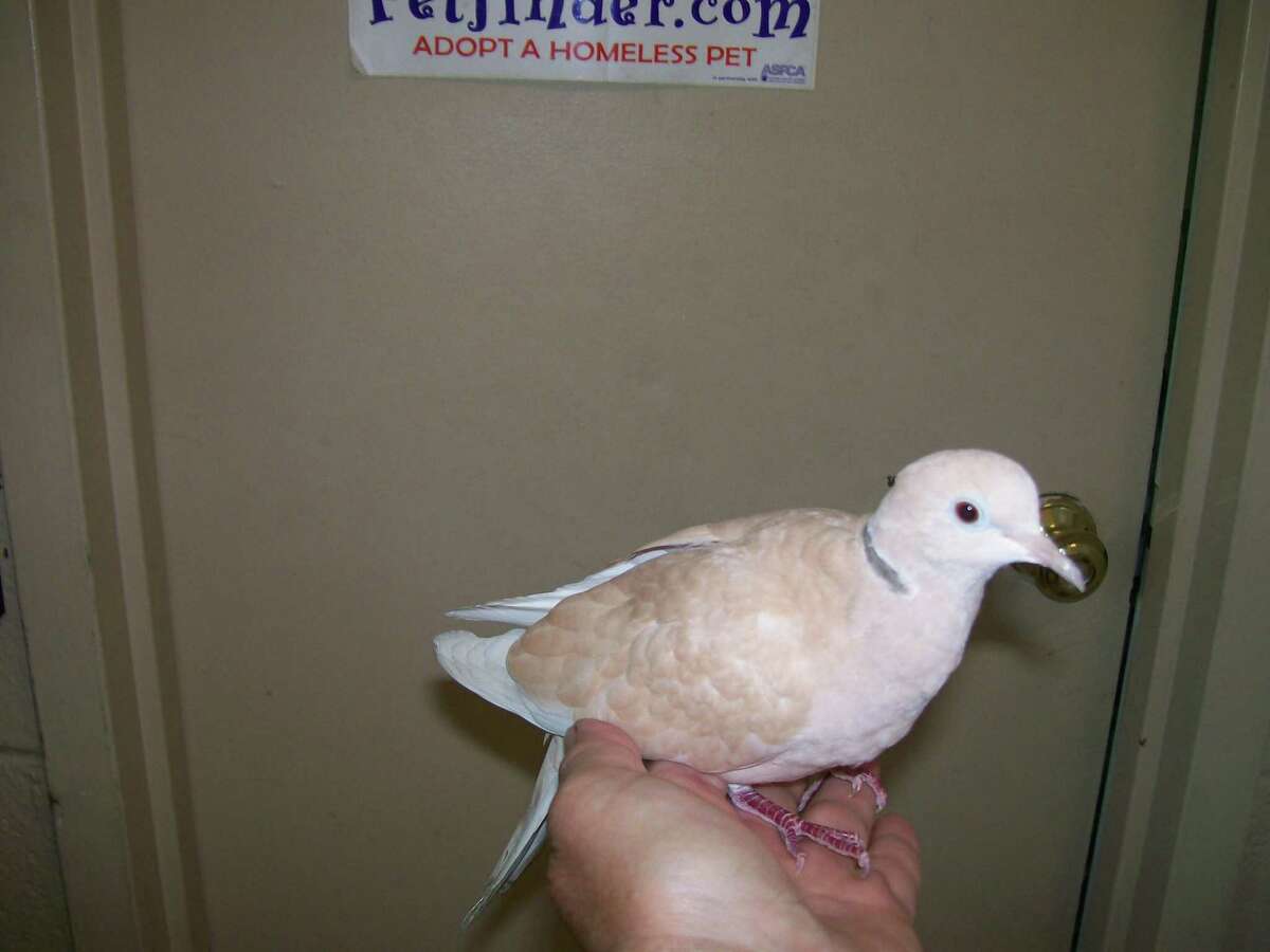 A ring neck dove is available for adoption.