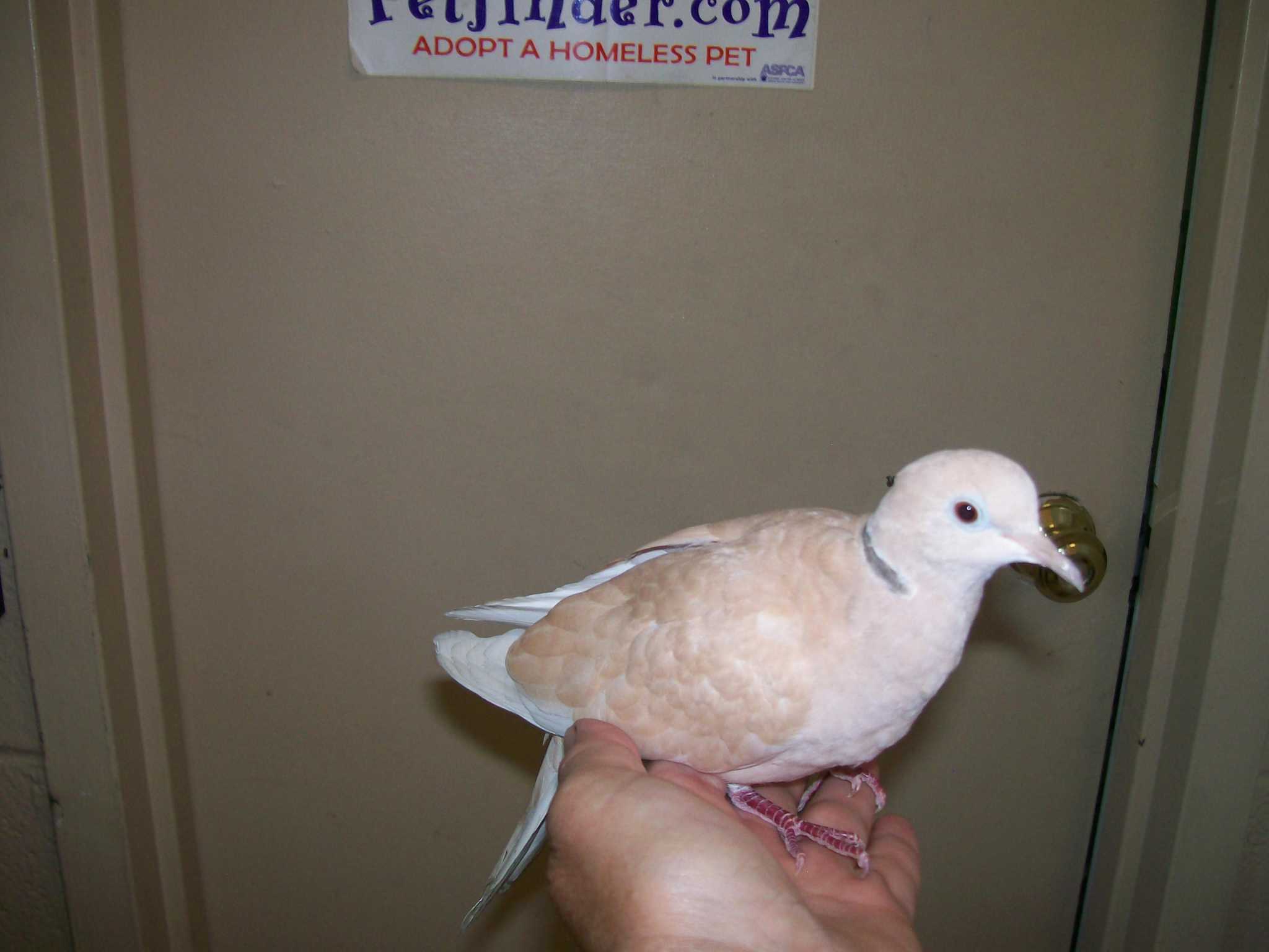 Ring neck dove available for adoption