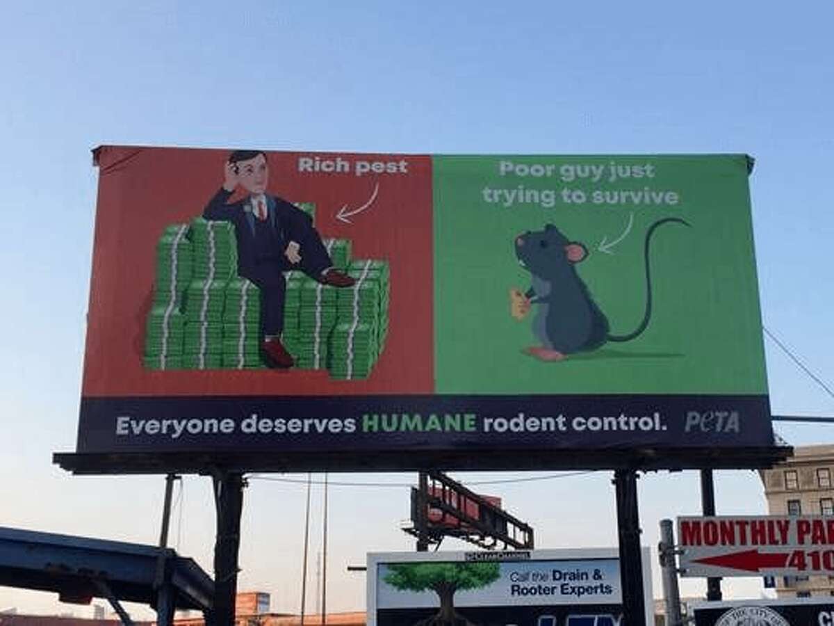 A billboard in Baltimore, sponsored by PETA, portrays President Trump's son-in-law, Jared Kushner, and a rat.