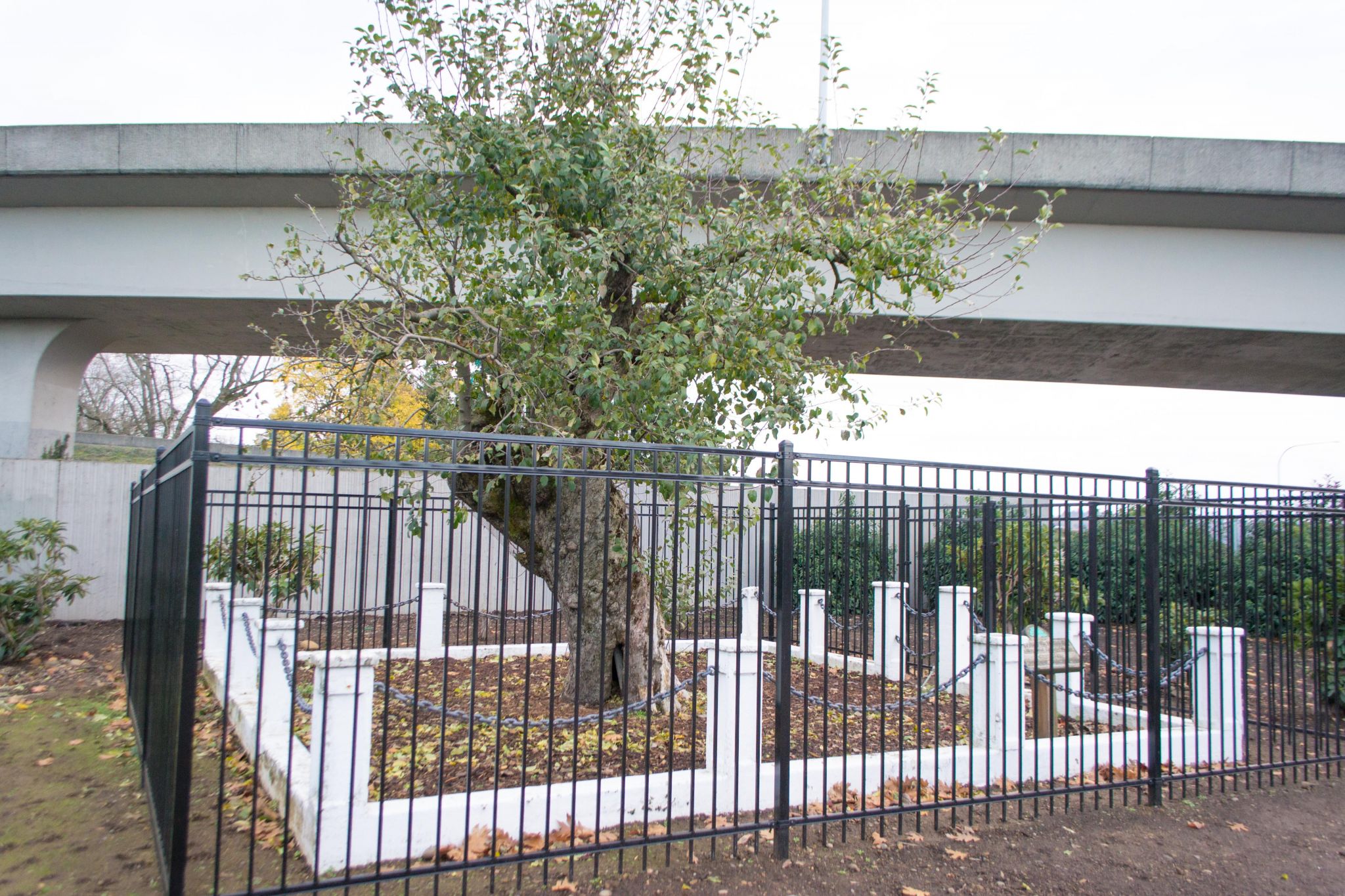 oldest-apple-tree-in-washington-dies-at-194-but-legacy-lives-on-in-new