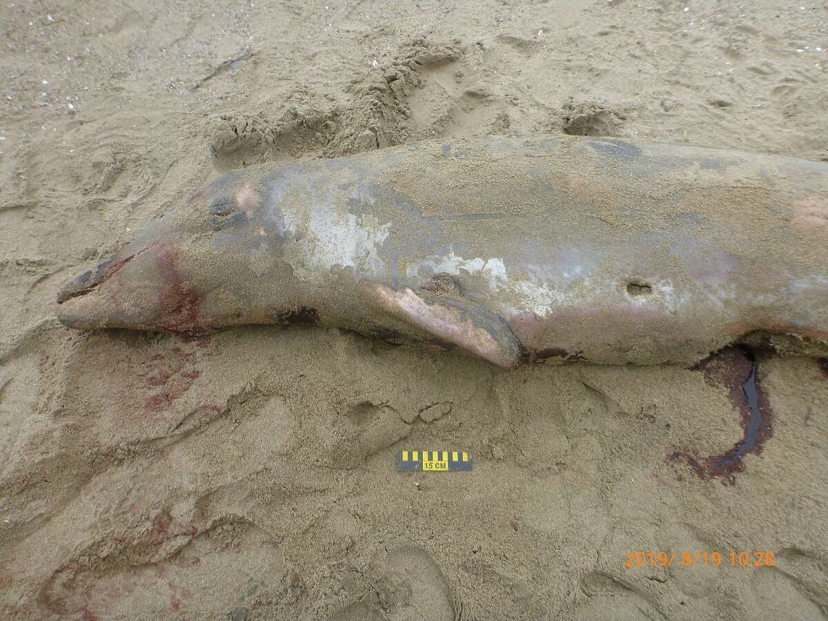 Beaked whale washed ashore at Drakes Beach on Point Reyes.