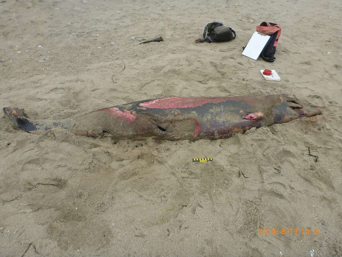 Beaked whale washed ashore at Drakes Beach at Point Reyes.
