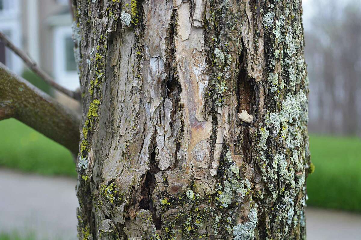 Emerald Ash Borers killed every one of the 40 ash trees on Ribera Drive in Middletown. Originally found in Michigan in the 1990s, the first emerald ash borer was confirmed in Connecticut in 2012. The infestation was first sighted in Middlesex County in 2014.