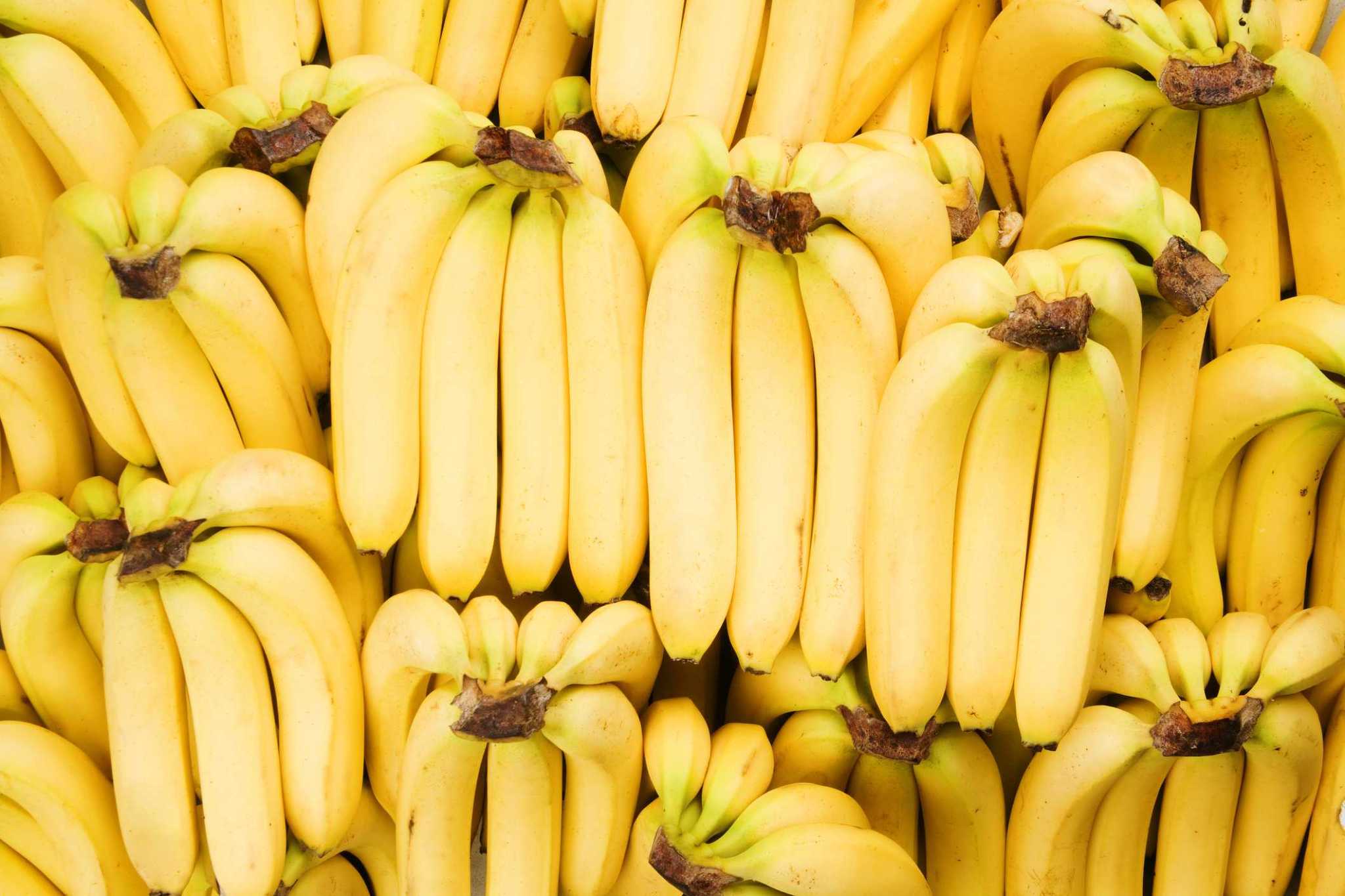 Banana-killing fungus could cause fruit to go extinct