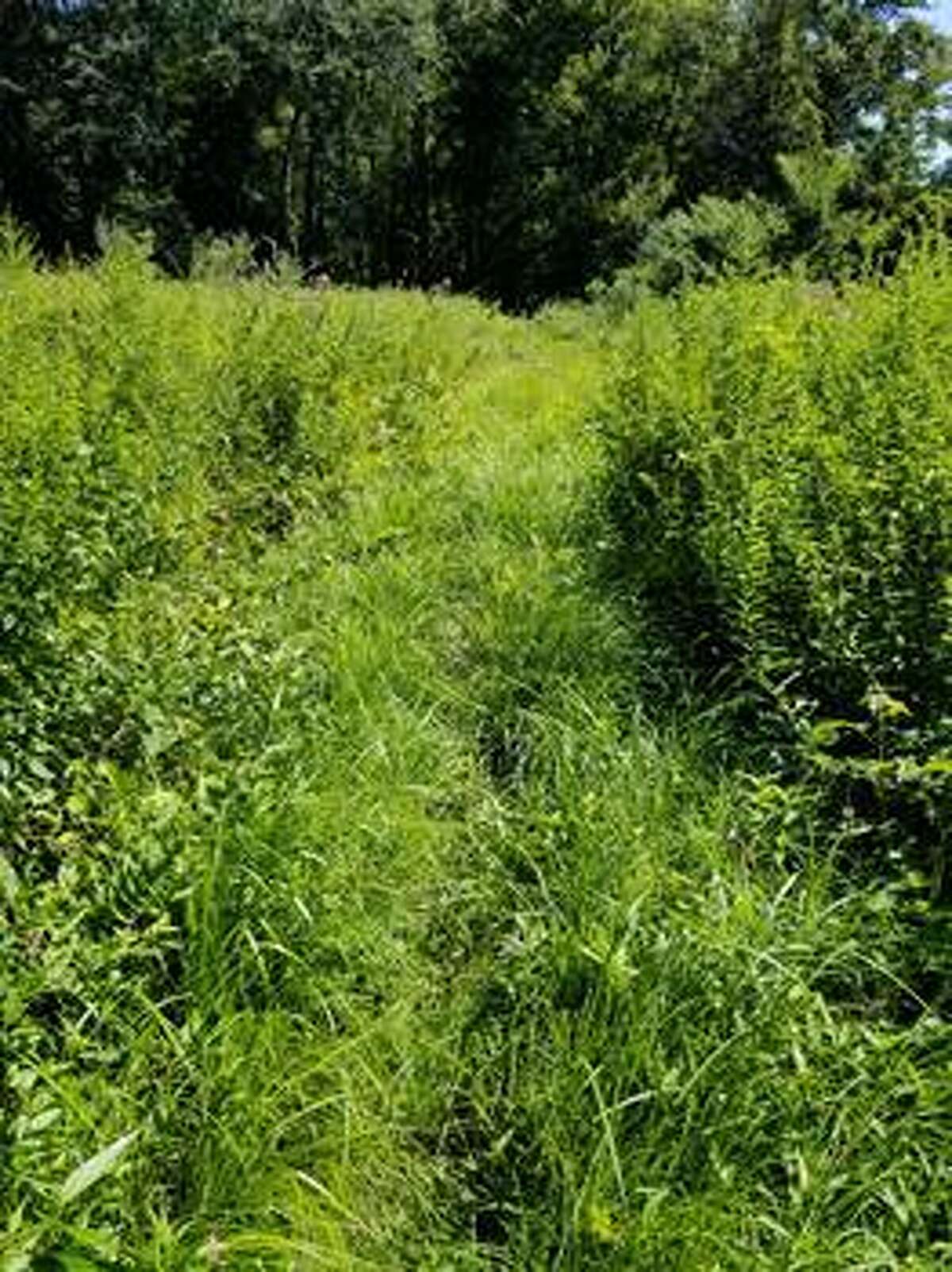 The Shelton Trails Committee will be hosting its next work party Saturday, Aug. 24, beginning at 8:30 a.m. along Paugussett Trail at Constitution Avenue North.