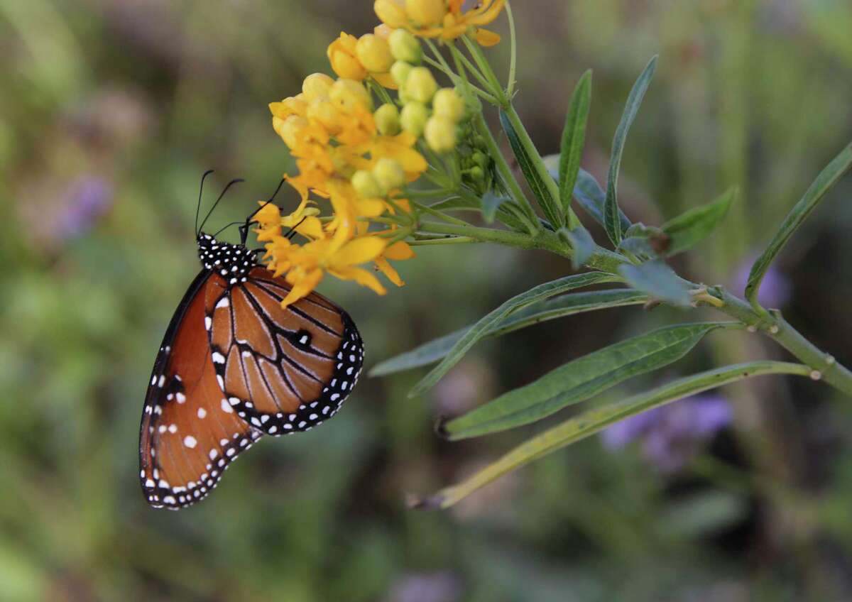 Plight of Texas’ butterflies highlighted in documentary