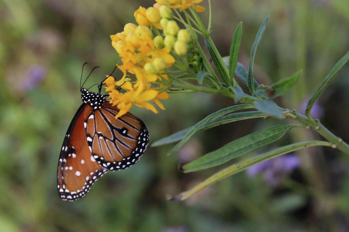 Plight of Texas’ butterflies highlighted in documentary
